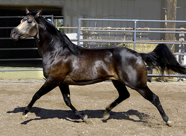 Black Hawke 2011 Blue Roan Stallion ~ Homozygous Roan ~ Standing at Stud